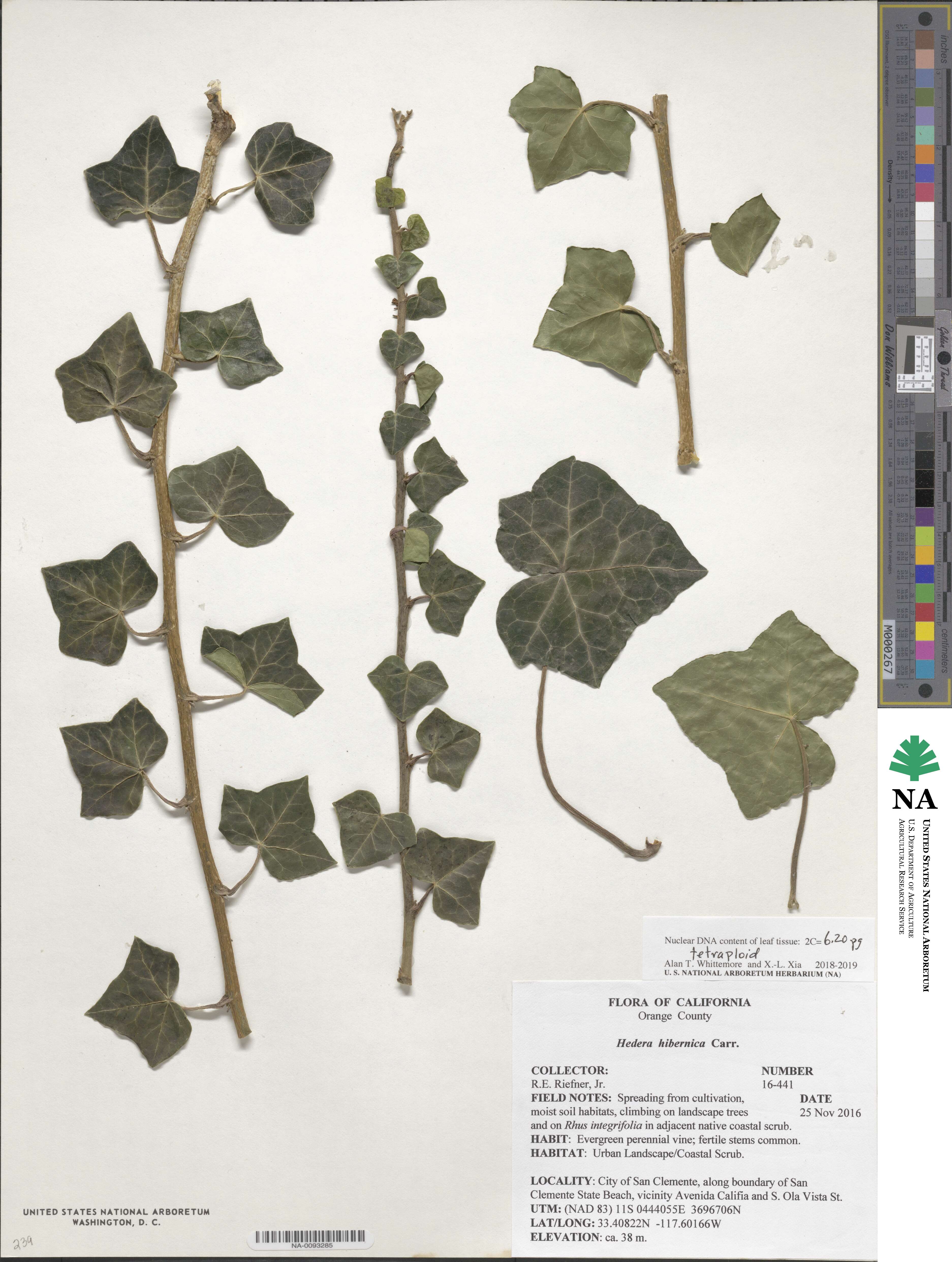 Hedera hibernica image