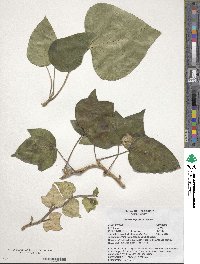 Hedera algeriensis image