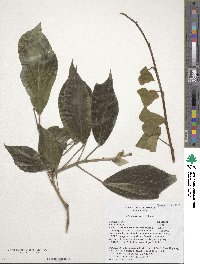 Hedera algeriensis image