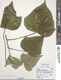 Hedera algeriensis image