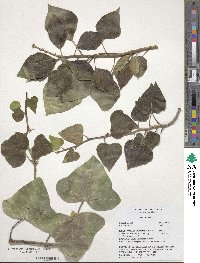 Hedera helix image