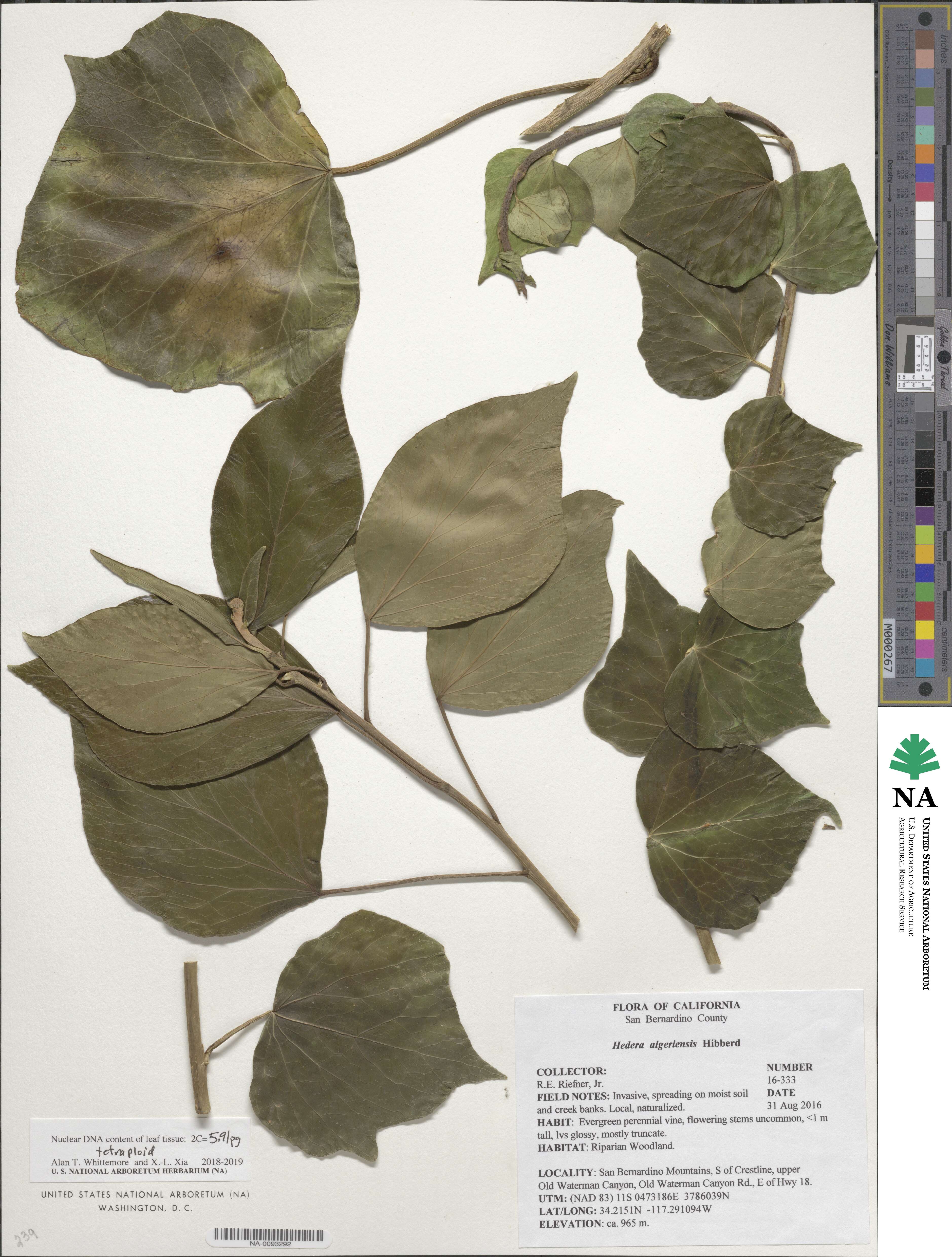 Hedera algeriensis image