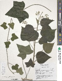 Hedera helix image