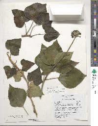 Hedera algeriensis image