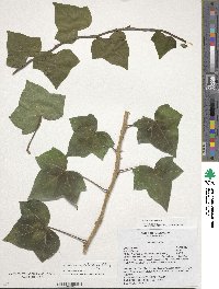 Hedera algeriensis image