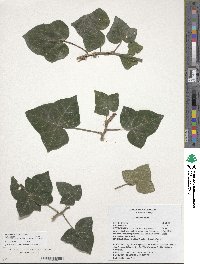 Hedera hibernica image