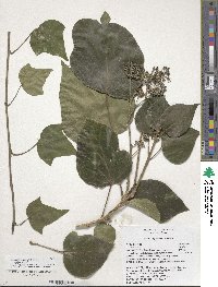 Hedera algeriensis image