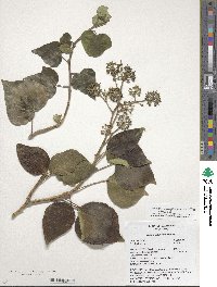 Hedera algeriensis image