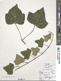 Hedera algeriensis image