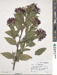 Cestrum fasciculatum image