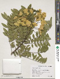 Cassia leptophylla image