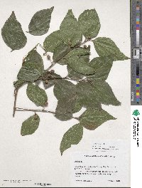 Celtis sinensis image