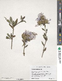 Image of Plumbago auriculata