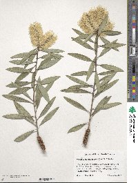 Melaleuca quinquenervia image