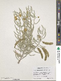 Senna phyllodinea image