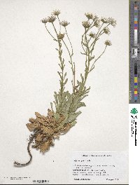 Erigeron glaucus image