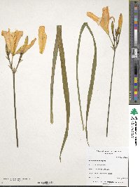 Hemerocallis multiflora image