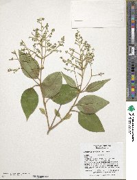 Ligustrum lucidum image