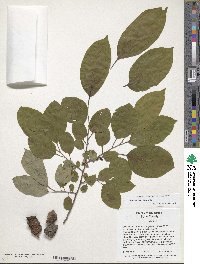 Diospyros virginiana image