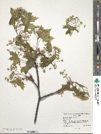 Acer macrophyllum image