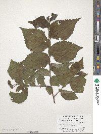 Ulmus procera image