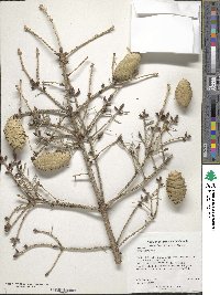 Picea wilsonii image