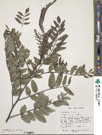 Amorpha paniculata image