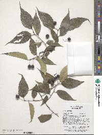 Celtis australis image