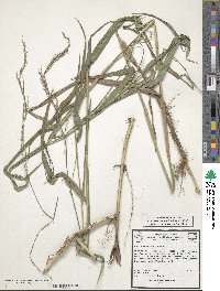 Panicum hemitomon image