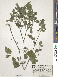 Solanum americanum image