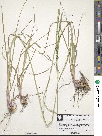 Paspalum notatum image