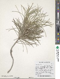 Pinus pinaster image