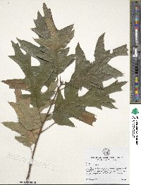 Quercus falcata image