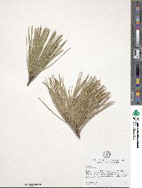 Pinus resinosa image