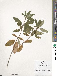 Kalmia angustifolia image