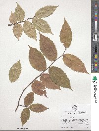 Zelkova serrata image