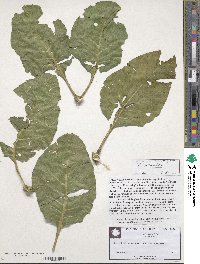 Phytolacca americana image