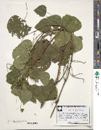 Ampelopsis cordata image