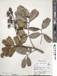 Cupaniopsis anacardioides image