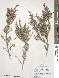 Atriplex undulata image