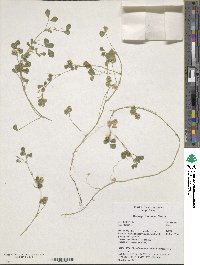 Medicago truncatula image