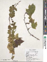 Parthenocissus tricuspidata image