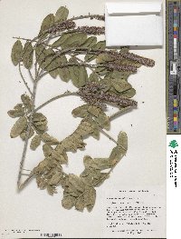 Amorpha paniculata image