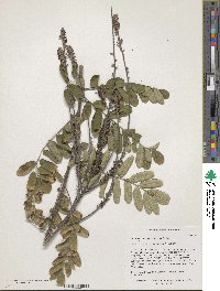 Amorpha paniculata image