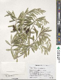 Olea europaea image