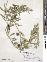 Olea europaea image