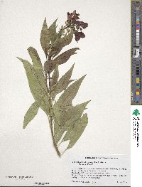 ×Chitalpa tashkentensis image