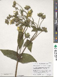 Silphium perfoliatum image