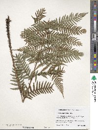 Dryopteris nipponensis image