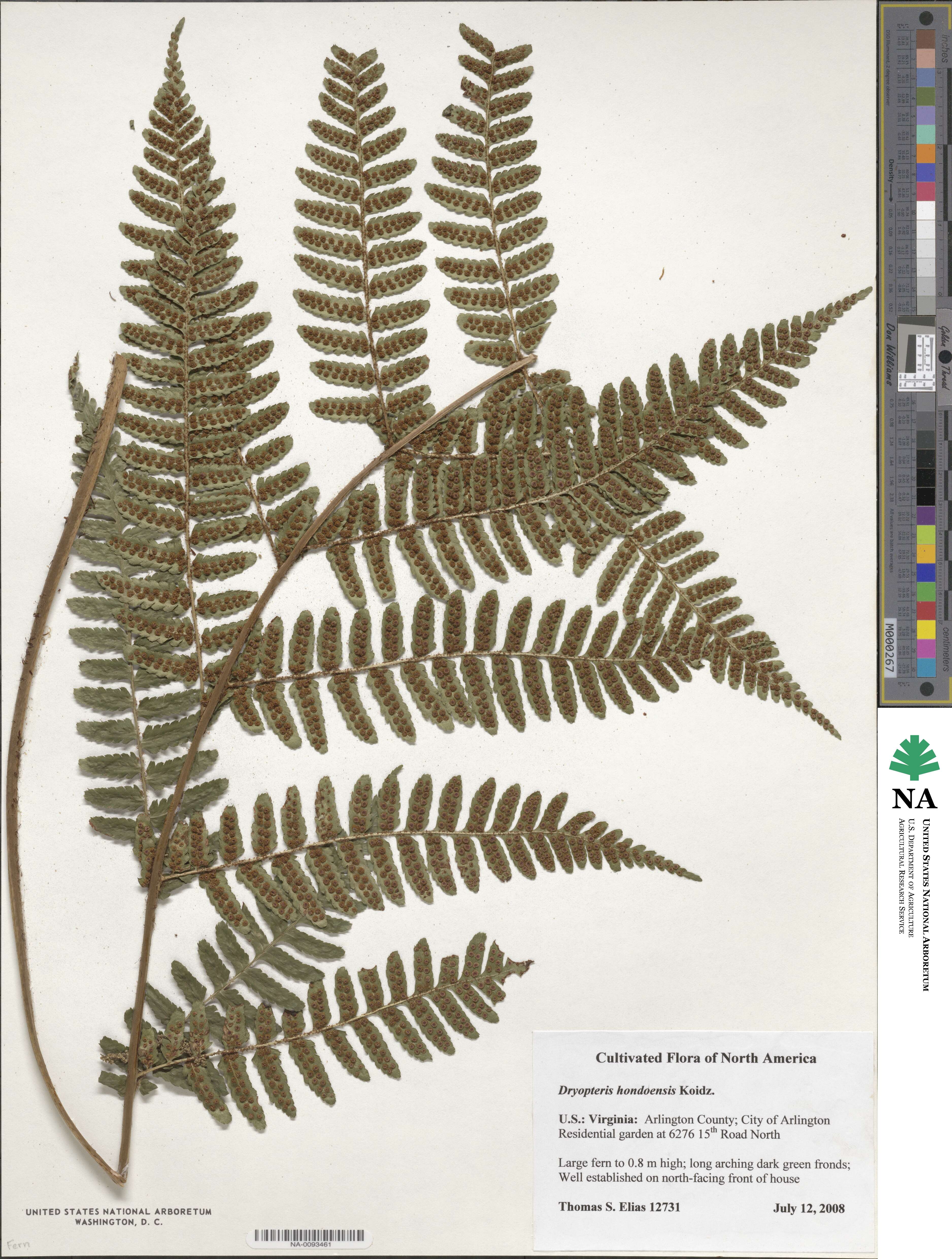 Dryopteris hondoensis image